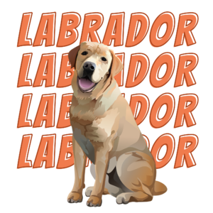 Labrador kutya